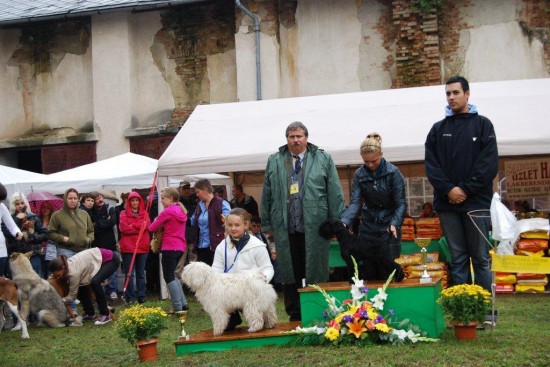 Gal&eacute;ria - Junior handling / DSC_5037.jpg