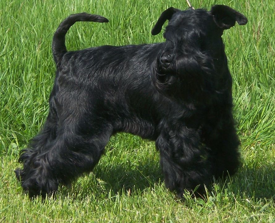 Felhaszn&aacute;l&oacute;i k&eacute;pek / Mici.jpg